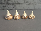Ceramic Flower Bulbs