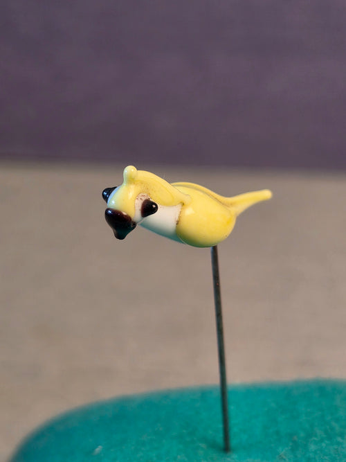 Tweezers Parrot